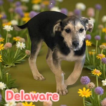 Rescue Terrier Dogs for Adoption in Chuckey, Tennessee - Delaware - NC | PetCurious