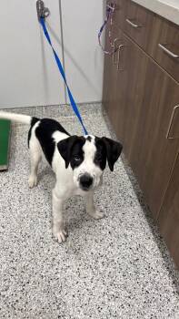 Great Dane and Mixed Breed Dogs Available for Adoption in Clarksville, Tennessee - Howie | PetCurious