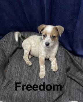 Freedom -  Australian Cattle Dog Blue Heeler Dog for Adoption in Topeka, Kansas - Freedom | PetCurious