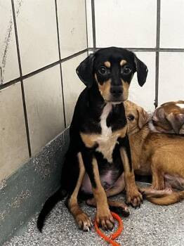 A185650 -  Chihuahua and Mixed Breed Dog for Adoption in Pasadena, Texas - A185650 | PetCurious