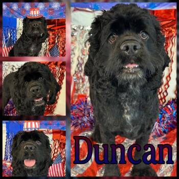 Duncan -  Cocker Spaniel Dog for Adoption in Hatfield, Pennsylvania - Duncan | PetCurious