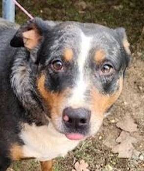 Catahoula Leopard Dog and Labrador Retriever Dogs Available for Adoption in Andover, Massachusetts - Meryl - Needs Summer Lovin! | PetCurious