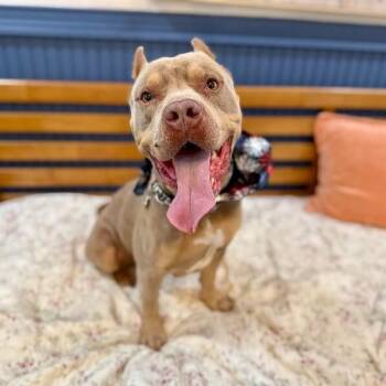 King of the Toy Box -  American Bully and Pit Bull Terrier Dog for Adoption in Friendswood, Texas - King Of The Toy Box | PetCurious