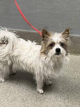 DRAKO -  Terrier and Mixed Breed Dog for Adoption in Las Vegas, Nevada - DRAKO | PetCurious