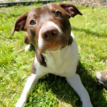 Staffordshire Bull Terrier Dogs Available for Adoption in Michigan City, Indiana - Hershey | PetCurious