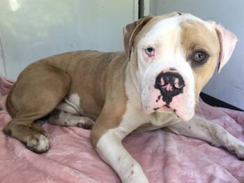 PILAF -  Pit Bull Terrier and Mixed Breed Dog for Adoption in Tustin, California - PILAF | PetCurious