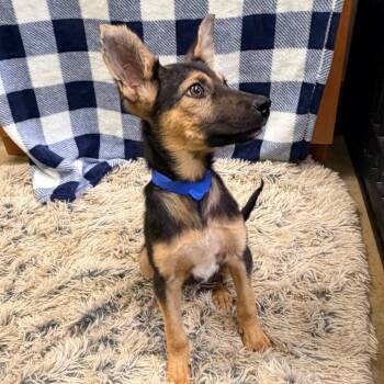 Mario -  German Shepherd Dog and Mixed Breed Dog for Adoption in Columbus, Georgia - Mario | PetCurious