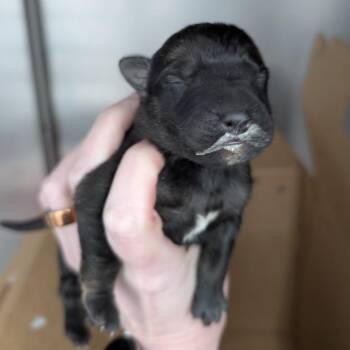 Weasel -  Mixed Breed Dog for Adoption in Dekalb, Illinois - Weasel | PetCurious