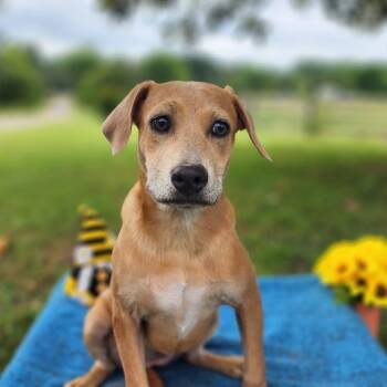 Kaley -  Mixed Breed Dog for Adoption in Englewood, Florida - Kaley | PetCurious