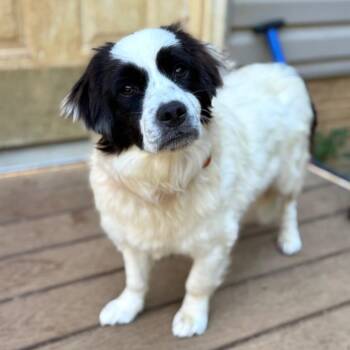 Hattie -  Mixed Breed Dog for Adoption in Fredericksburg, Virginia - Hattie | PetCurious
