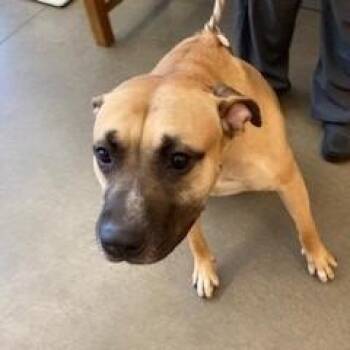 Mixed Breed and Mastiff Dogs Available for Adoption in York, Pennsylvania - YORK-Stray-15323 | PetCurious