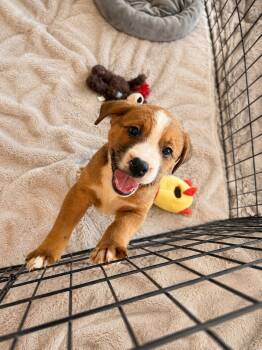 Theo -  Mastiff and Pit Bull Terrier Dog for Adoption in Phoenix, Arizona - Theo | PetCurious