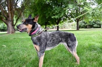 Tatiana -  Australian Cattle Dog Blue Heeler and Cattle Dog Dog for Adoption in Yakima, Washington - Tatiana | PetCurious