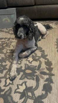 Thor -  Standard Poodle Dog for Adoption in Albuquerque, New Mexico - Thor | PetCurious