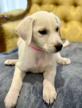 Rescue Great Pyrenees Dogs for Adoption in Kiowa, Oklahoma - Kitty | PetCurious
