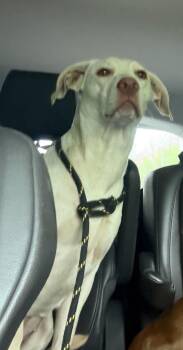 Labrador Retriever Dogs Available for Adoption in Panama City, Florida - Sissy | PetCurious