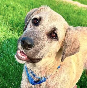 Ted (AO37134) -  Golden Retriever Dog for Adoption in Kansas City, Kansas - Ted (AO37134) | PetCurious