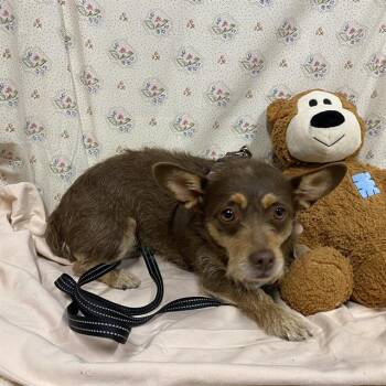 ELLIE -  Chihuahua and Mixed Breed Dog for Adoption in Modesto, California - ELLIE | PetCurious