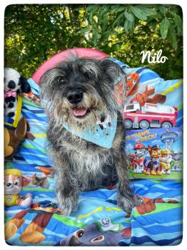 Miniature Schnauzer Dogs Available for Adoption in Sebring, Florida - Nilo | PetCurious