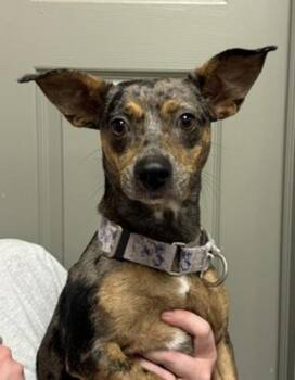 Macie -  Terrier and Dachshund Dog for Adoption in Littleton, Colorado - Macie | PetCurious