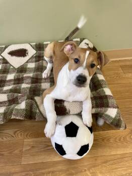 Rough Collie and Pit Bull Terrier Dogs Available for Adoption in Bellaire, Michigan - Rue | PetCurious