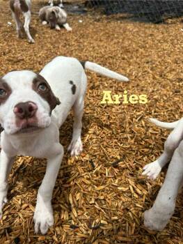 Rescue Mixed Breed Dogs for Adoption in Spring, Texas - Aries | PetCurious