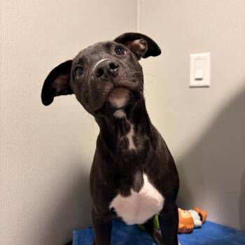 Terrier and Mixed Breed Dogs Available for Adoption in Tampa, Florida - Ava | PetCurious