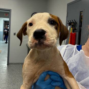 Honeysuckle -  Mixed Breed Dog for Adoption in Greenville, South Carolina - Honeysuckle | PetCurious