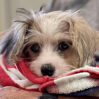 Carter — Part-Time Cuddle Bug, Full-Time Food Critic -  Havanese and Yorkshire Terrier Dog for Adoption in Houston, Texas - Carter — Part-Time Cuddle Bug, Full-Time Food Critic | PetCurious