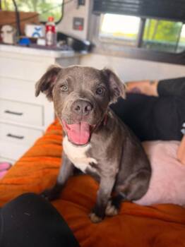 Chanel -  Mixed Breed Dog for Adoption in Huntsville, Alabama - Chanel | PetCurious
