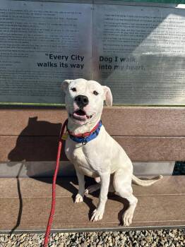 Pit Bull Terrier Dogs Available for Adoption in Cleveland, Ohio - Cruz | PetCurious