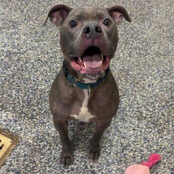 Zeus -  Mixed Breed Dog for Adoption in Fairport, New York - Zeus | PetCurious