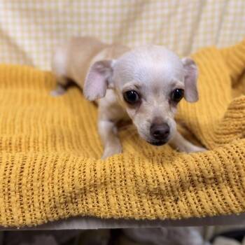A611720 -  Chihuahua Dog for Adoption in Modesto, California - A611720 | PetCurious
