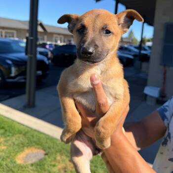 Bonnie (Chantelle Pup 6) -  Mixed Breed Dog for Adoption in Bend, Oregon - Bonnie (Chantelle Pup 6) | PetCurious