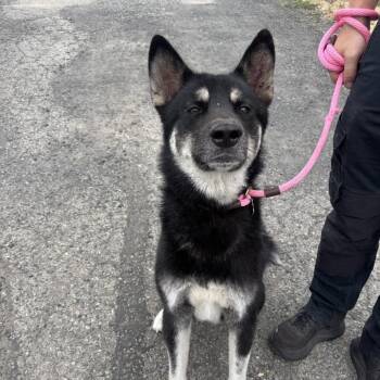 Balto -  Mixed Breed Dog for Adoption in Spokane, Washington - Balto | PetCurious