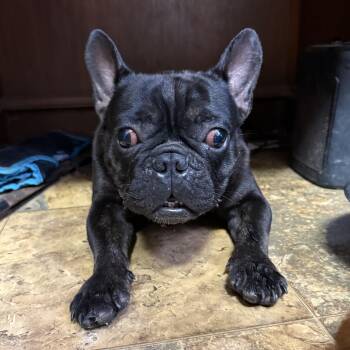 Sauna -  French Bulldog Dog for Adoption in Columbia, South Carolina - Sauna | PetCurious