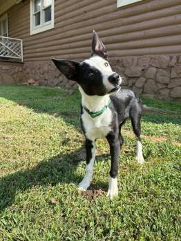 Fonzie -  Border Collie Dog for Adoption in Middletown, Connecticut - Fonzie | PetCurious