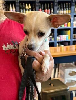 Kane -  Chihuahua Dog for Adoption in Tonawanda, New York - Kane | PetCurious