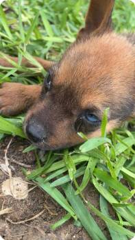 Australian Cattle Dog Blue Heeler Dogs Available for Adoption in Paramus, New Jersey - Mr. Been | PetCurious