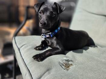 Chihuahua Dogs Available for Adoption - Batman | PetCurious