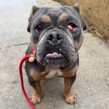 Pit Bull Terrier Dogs Available for Adoption in Northbrook, Illinois - Dr. Garcia | PetCurious