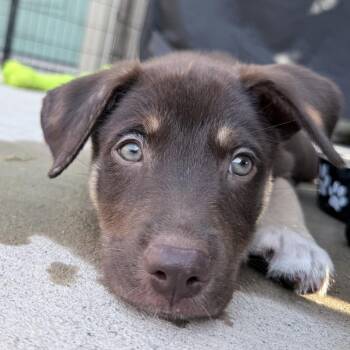 Sage -  Shepherd and Mixed Breed Dog for Adoption in Corpus Christi, Texas - Sage | PetCurious