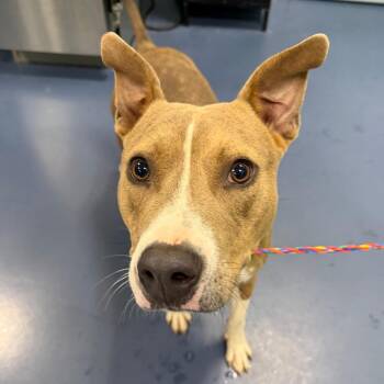 Donald -  Pit Bull Terrier Dog for Adoption in Greensboro, North Carolina - Donald | PetCurious