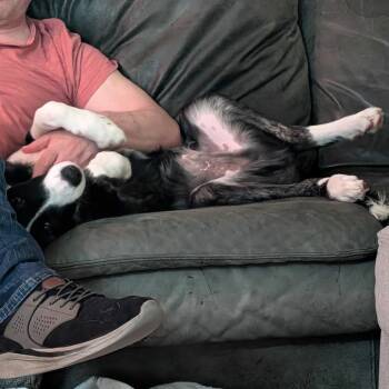 Louie -  Border Collie and Mixed Breed Dog for Adoption in Potomac, Maryland - Louie | PetCurious