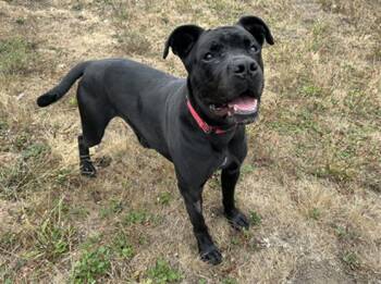 Rescue Pit Bull Terrier and Mixed Breed Dogs for Adoption in Mckinleyville, California - BRODY | PetCurious