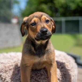 Terrier and Mixed Breed Dogs Available for Adoption in Gainesville, Georgia - Nemo | PetCurious