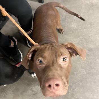 Cali -  Cane Corso and Mixed Breed Dog for Adoption in Tampa, Florida - Cali | PetCurious
