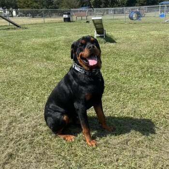 Bodhi -  Rottweiler Dog for Adoption in Polk, Ohio - Bodhi | PetCurious