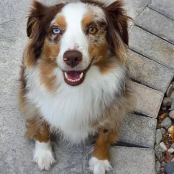 Ty -  Australian Shepherd Dog for Adoption in Las Vegas, Nevada - Ty | PetCurious