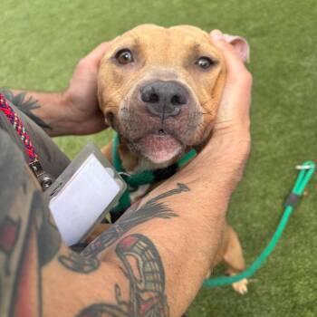 Chapman -  Mixed Breed Dog for Adoption in Philadelphia, Pennsylvania - Chapman | PetCurious